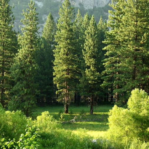 Trees